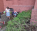 zwei Mädchen sammeln Müll an einer Hecke und Backsteinmauer