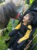 Mädchen im Buggy und ein dunkles Pony